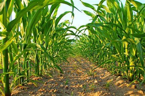 MS estima safrinha recorde de milho com alta de 80,9%