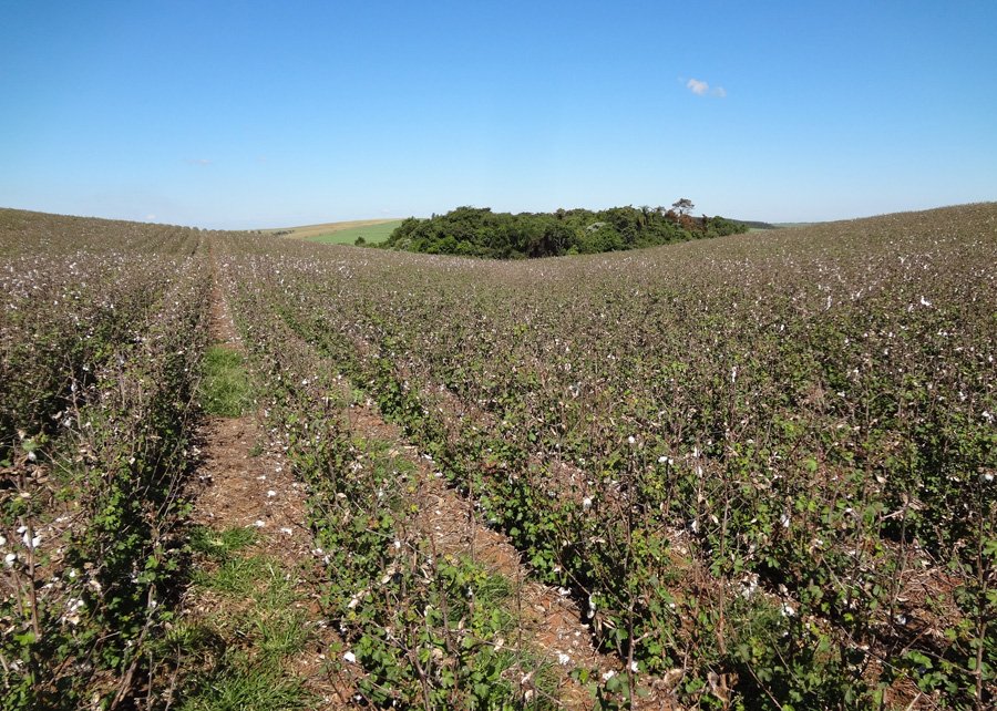 Manejo adequado do solo aumenta sequestro de carbono em áreas irrigadas