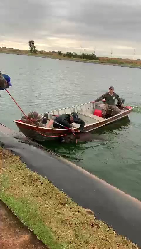 PMA de Campo Grande resgata duas antas