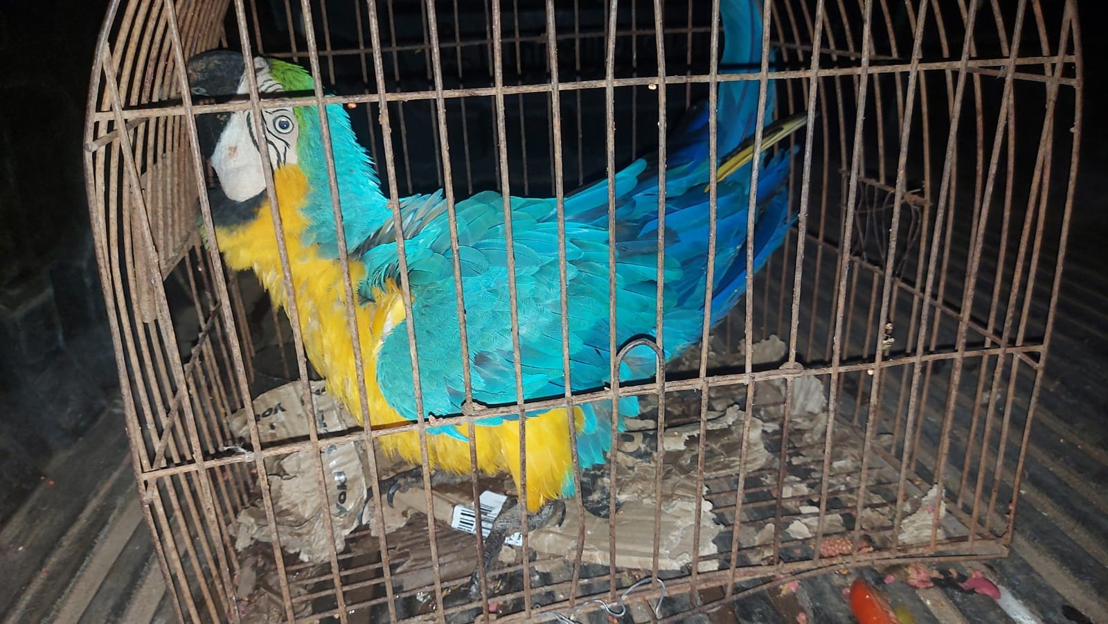 PMA de Rio Negro resgata arara com asa ferida em residência na cidade