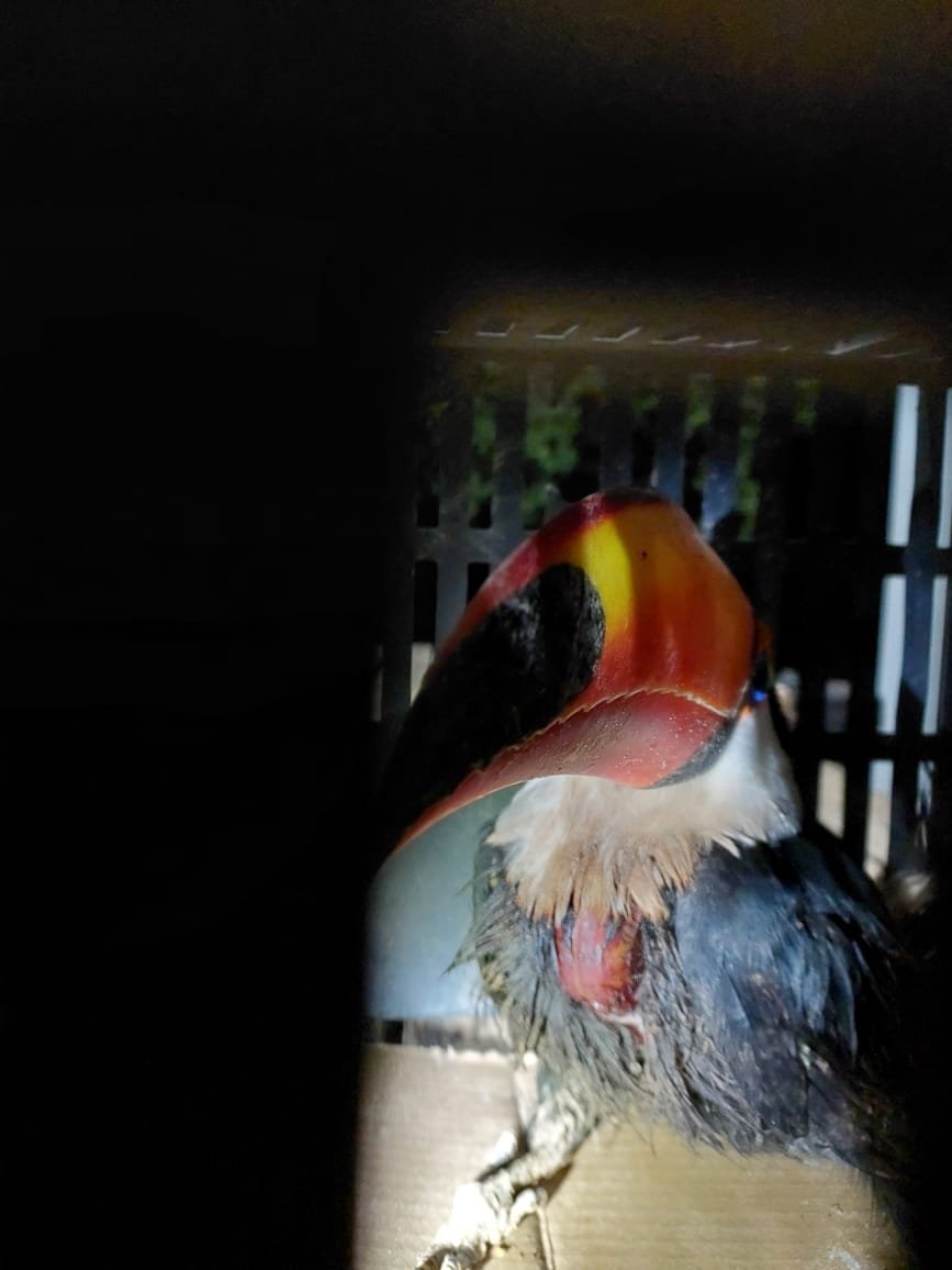 PMA de Corumbá captura tucano em residência ferido por linha de pipa com cerol