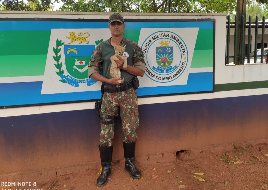 PMA de Coxim resgata filhote de onça-parda que apareceu sem a mãe na sede de uma fazenda em Rio Verde