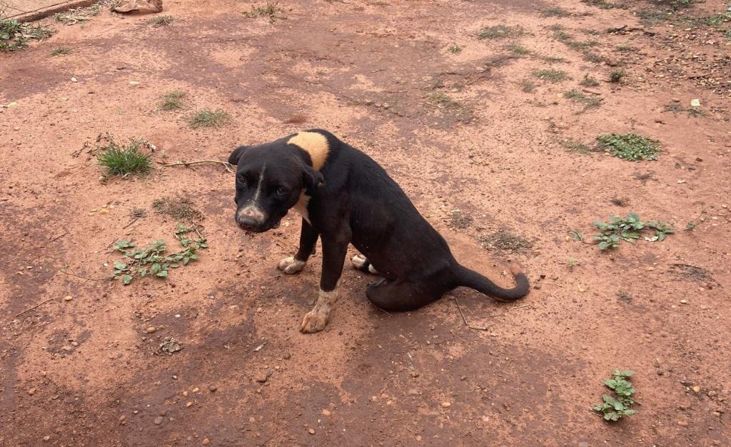PMA de Batayporã autua infrator de 29 anos por maus-tratos ao negligenciar cuidados e deixar cão infestado por carrapatos e desnutrido