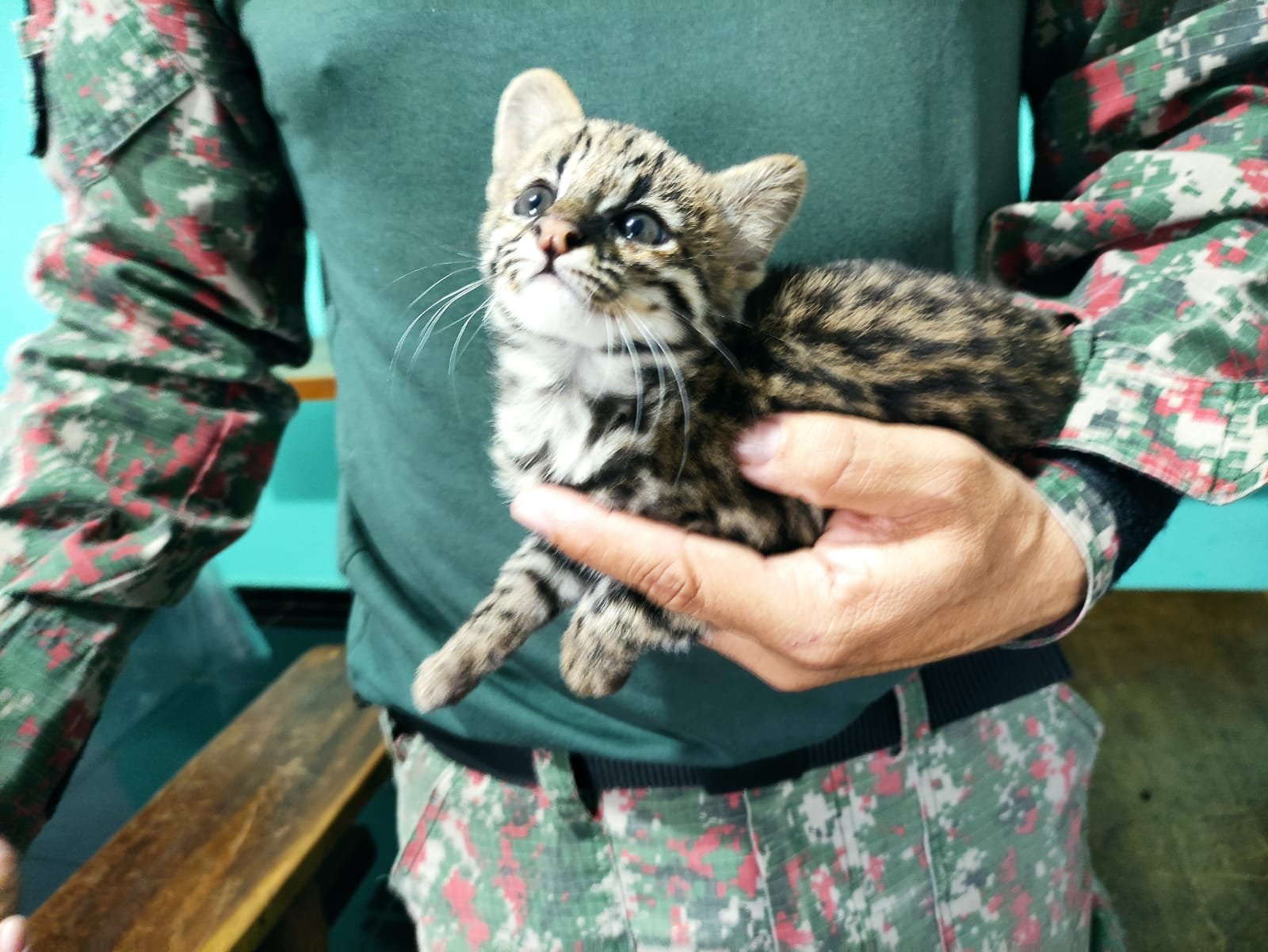 PMA de Dourados recolhe filhote de gato-maracajá que está na lista de espécie em extinção que aparentemente era criado ilegalmente