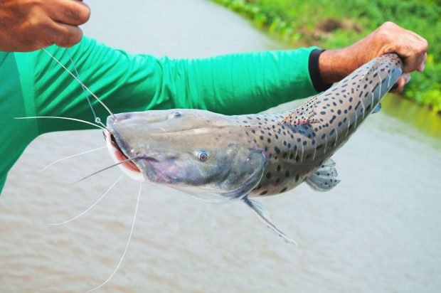 Comandante da Polícia Militar Ambiental explica sobre a pesca do pintado em Mato Grosso Sul