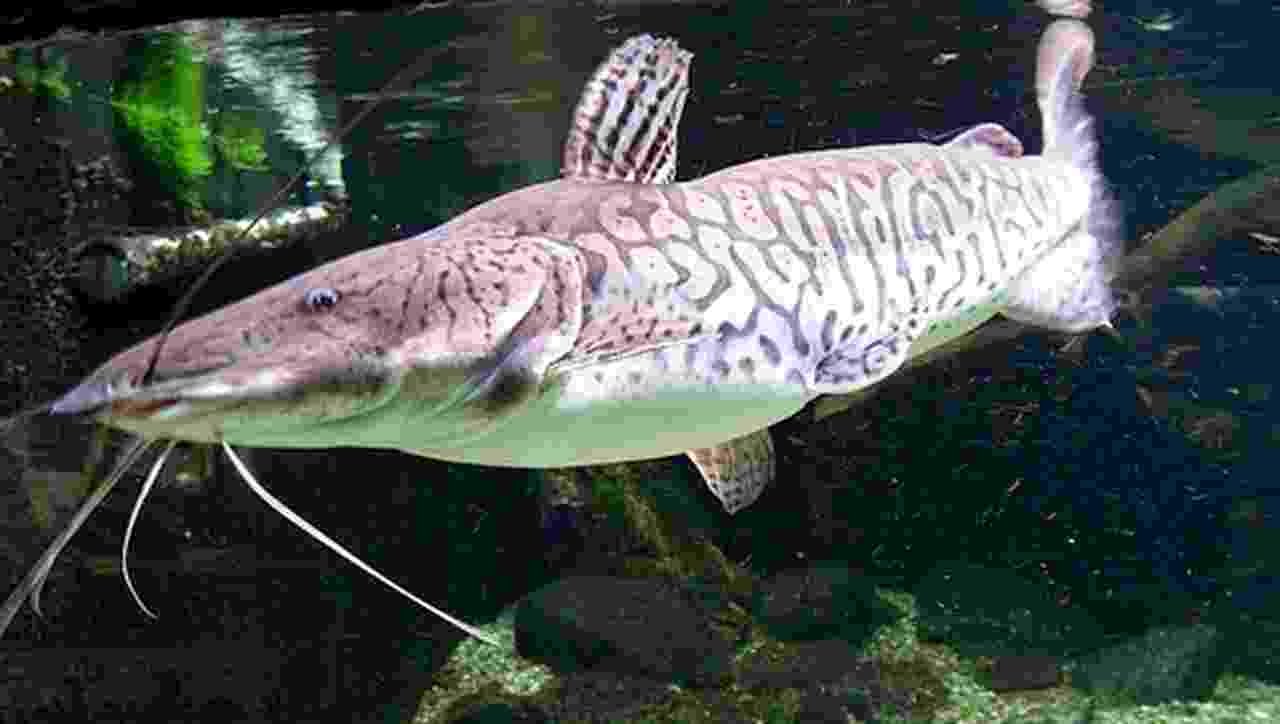 Pesca do pintado está proibida a partir desta segunda-feira em MS