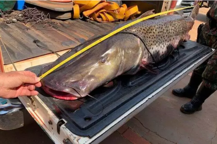 Governo de MS quer adiar fim da pesca do pintado, pelo menos até piracema