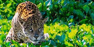 Ajude a preservar a vida da verdadeira Juma do Pantanal!