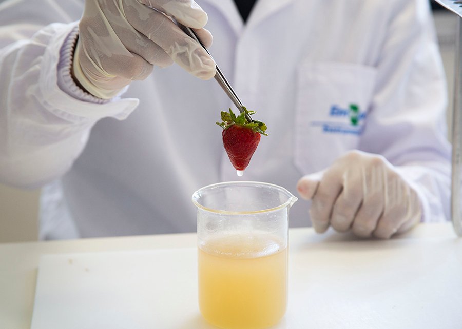 Revestimento à base de plantas prolonga vida útil do morango