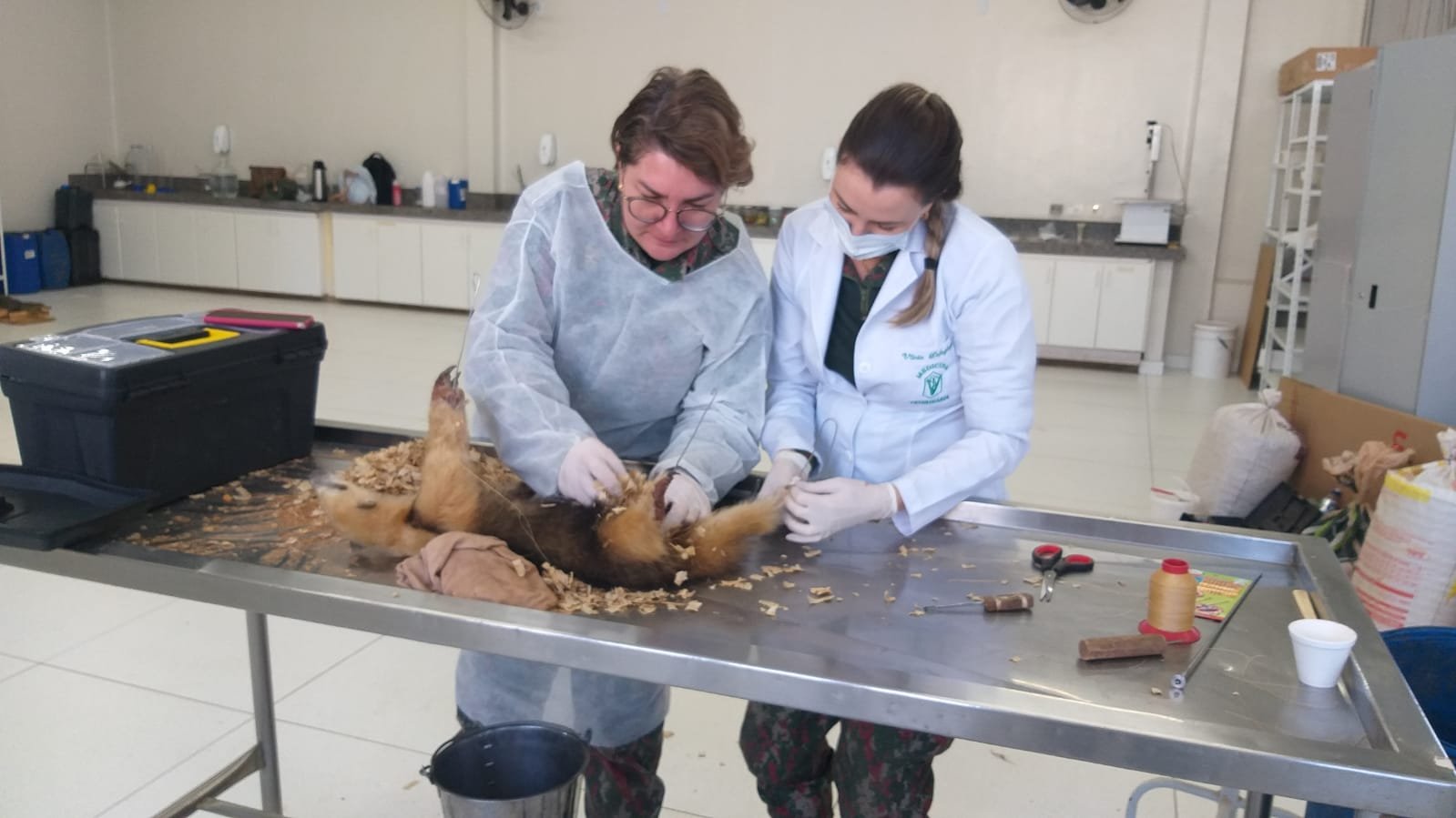 PMA e UNIDERP ministram curso de taxidermia de animais silvestres e alguns animais depois de prontos irão para o Bioparque Pantanal e para Fazenda Green Farm CO2 Free em Itaquiraí