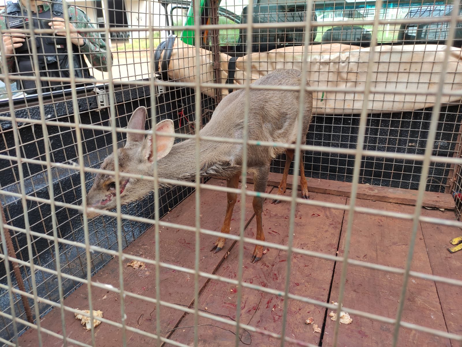 PMA de Dourados captura em residência na cidade veado-catingueiro com ferimentos no pescoço e patas
