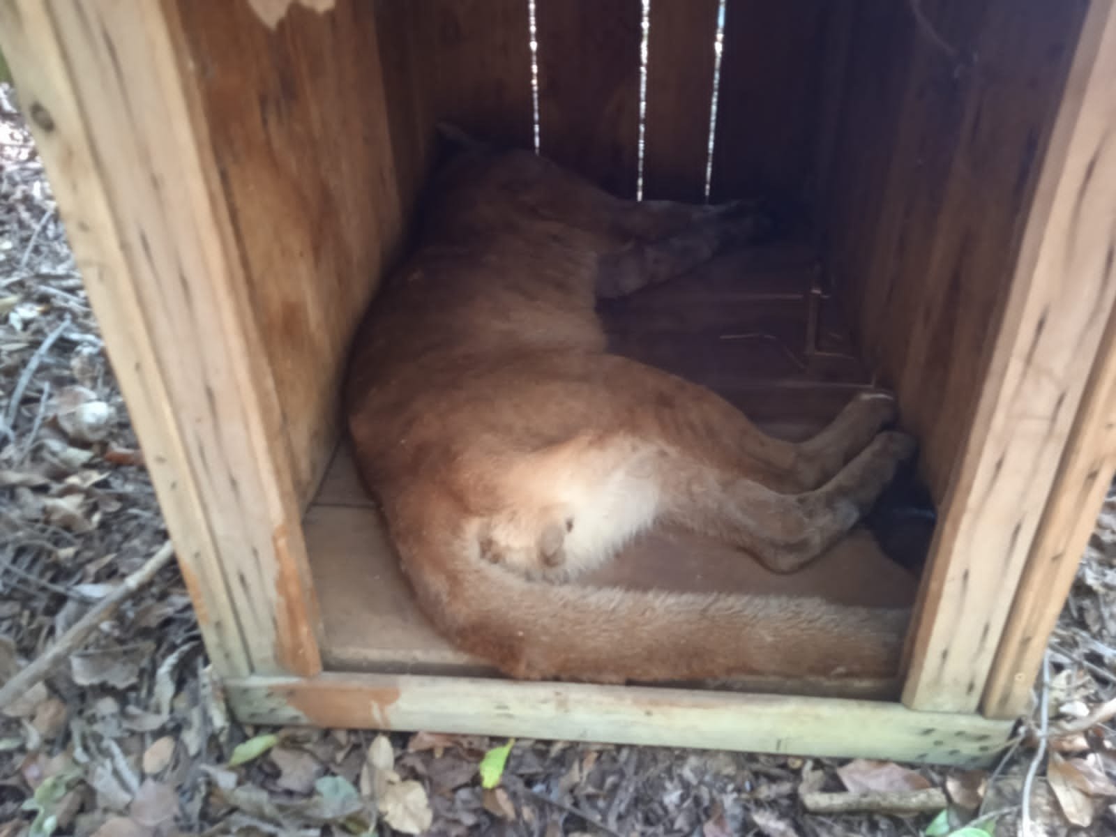PMA de Aparecida do Taboado solta onça-parda capturada em Paranaíba depois que dona de casa deu de cara com o animal dentro de banheiro