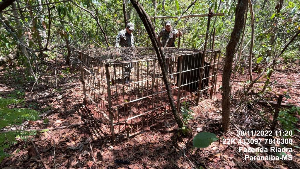 PMA de Aparecida do Taboado apreende armadilha de caça de animais silvestres de grande porte em reserva florestal de fazenda e evita caça ilegal