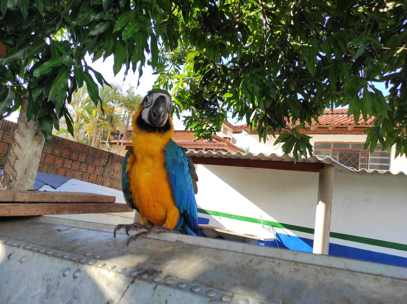 PMA de Aparecida do Taboado é chamada para capturar arara que estaria ferido e percebe que era filhote e estava bem e orienta a população sobre esses casos em período reprodutivo