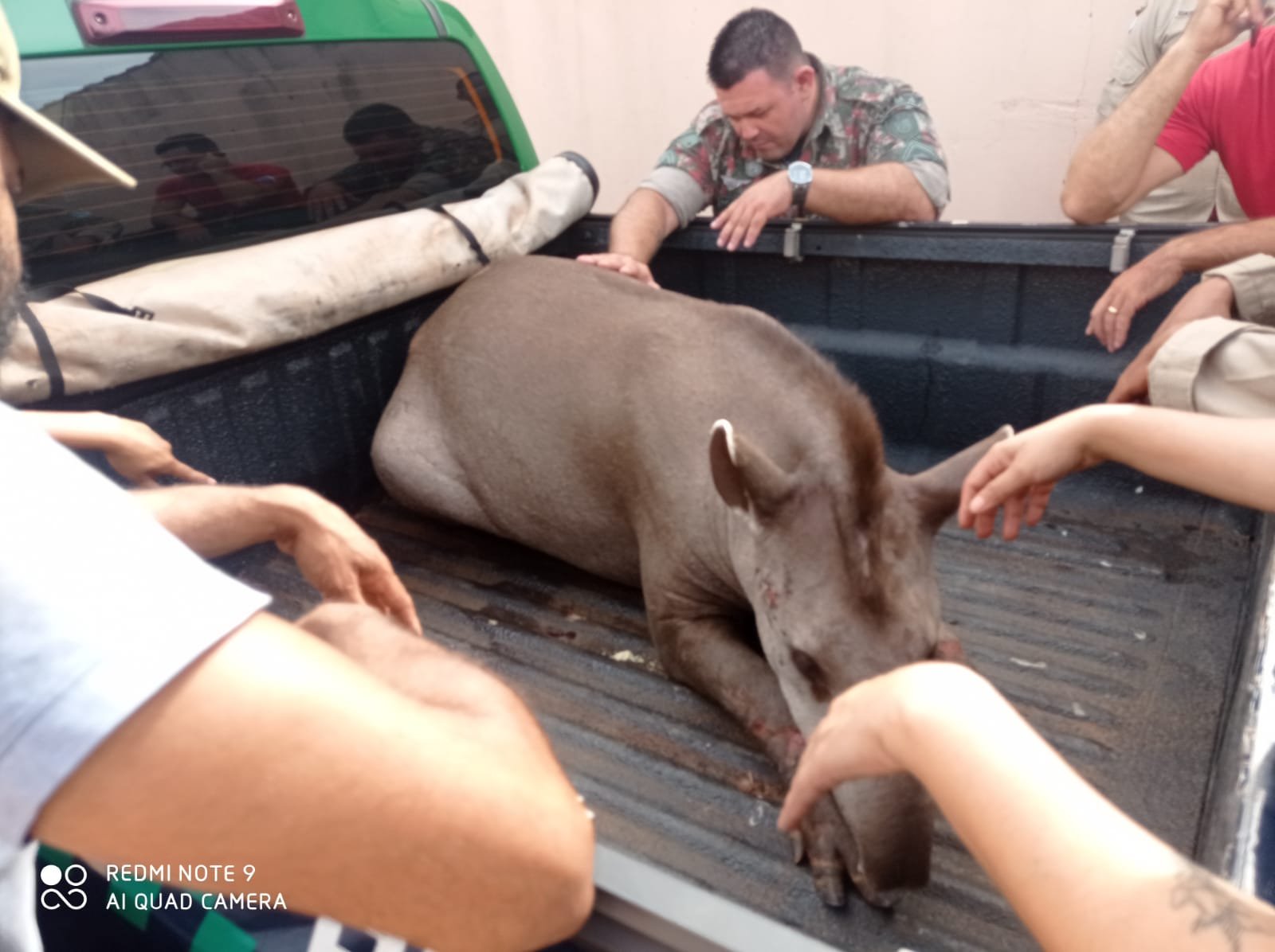 PMA de Campo Grande e Bombeiros resgatam em estado grave à margem da BR 262 anta de 280 kg ferida por atropelamento