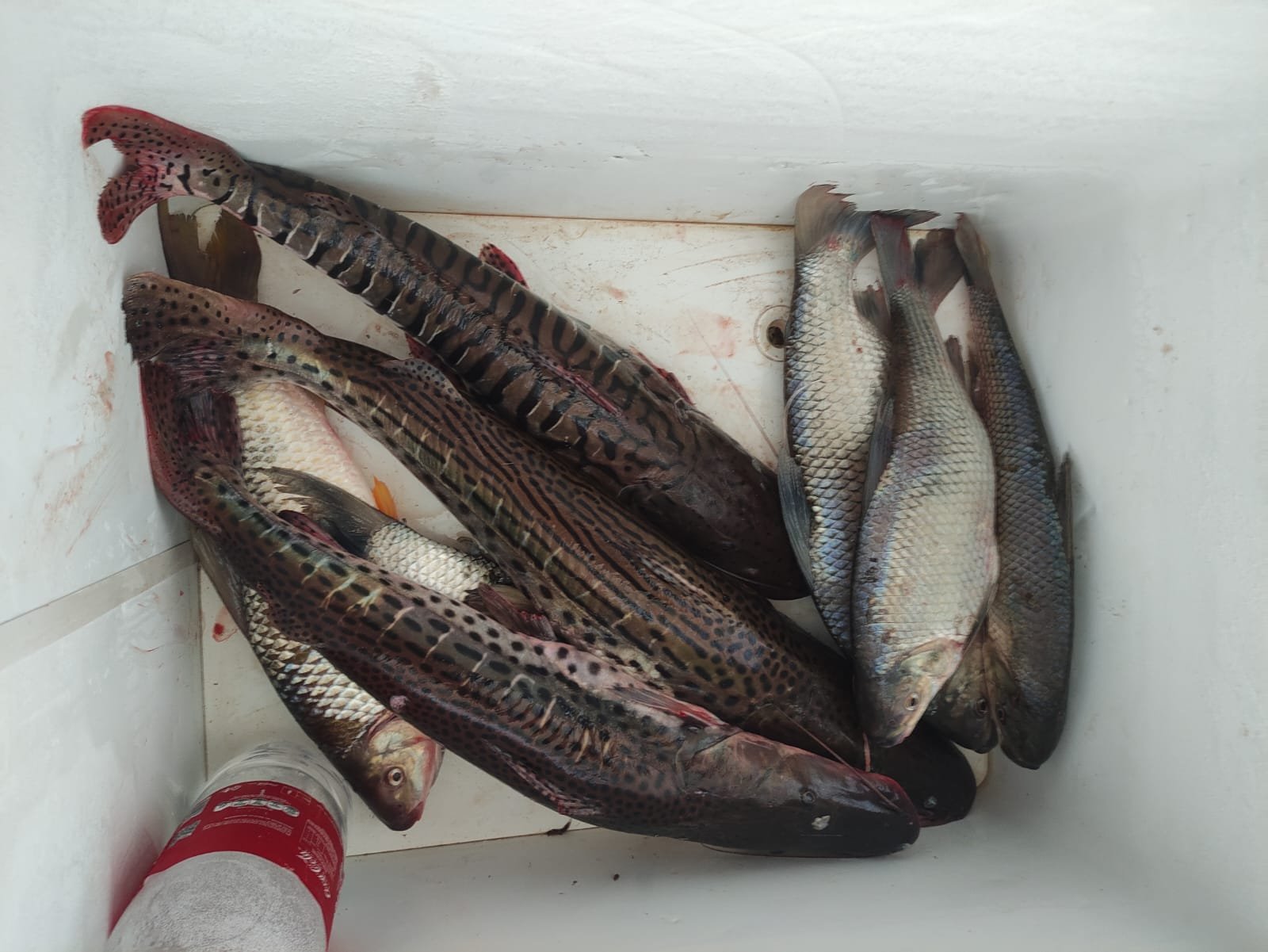 PMA de Dourados autua em R$ 3,3 mil três pescadores presos pela Polícia Civil transportando 21 kg de pescado capturado em piracema, com petrecho proibido e acima da cota permitida