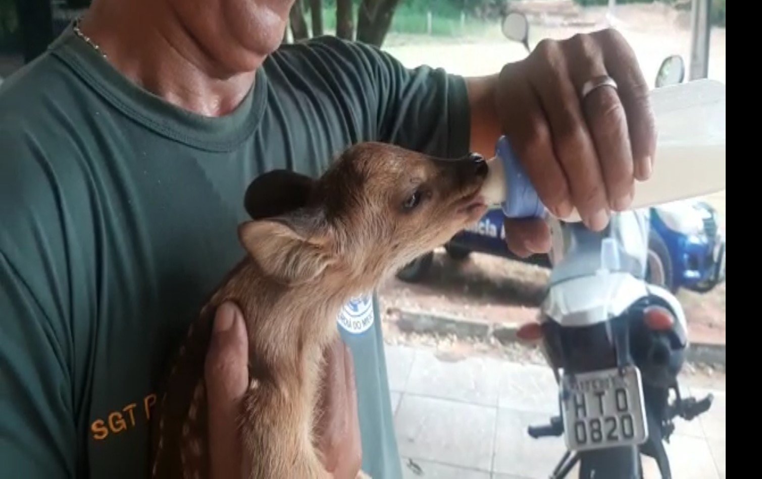PMA de Aquidauana recolhe e encaminha ao CRAS filhote de veado abandonado em fazenda no Distrito de Piraputanga