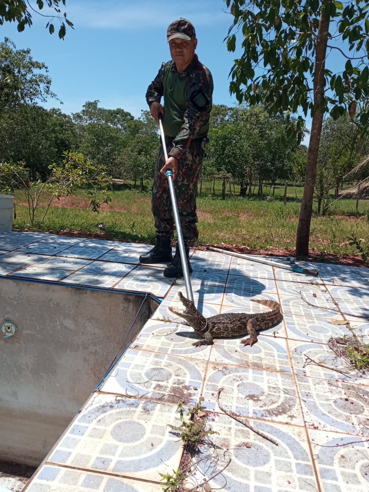 PMA de Aquidauana captura jacaré em piscina desativada de chácara e o devolve ao habitat