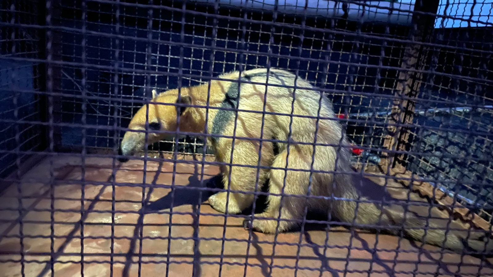 PMA de Batayporã captura tamanduá acuado por cachorros em oficina no centro de Nova Andradina e o solta em seu habitat