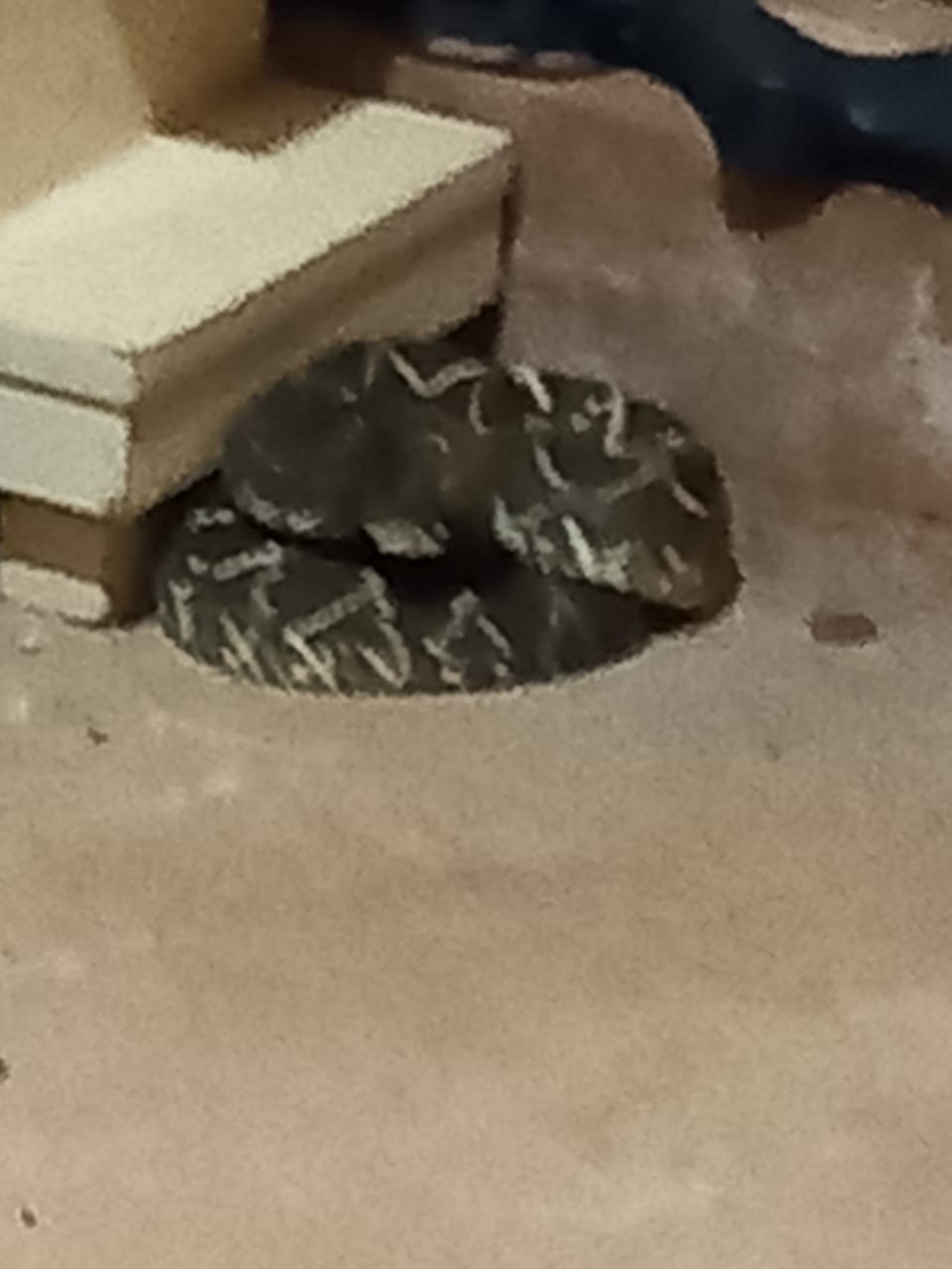 PMA de Campo Grande captura serpente peçonhenta da espécie cascavel de cerca de 1,3 metro embaixo de cama no quarto de dona de casa