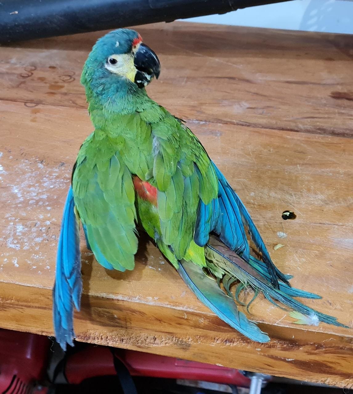 Polícia Militar Ambiental apreende 21 aves e autua traficantes de animais silvestres em R$160 mil em 2022