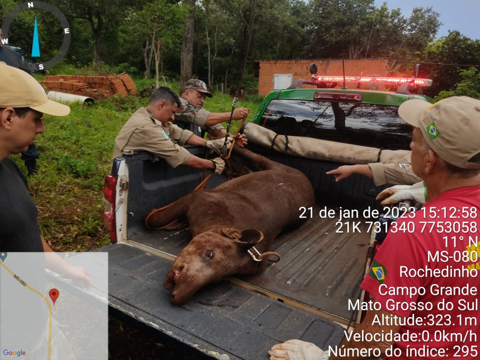 PMA de Campo Grande, Bombeiros e CRAS resgatam anta de 300 kg ferida por atropelamento em estado grave à margem rodovia MS 080