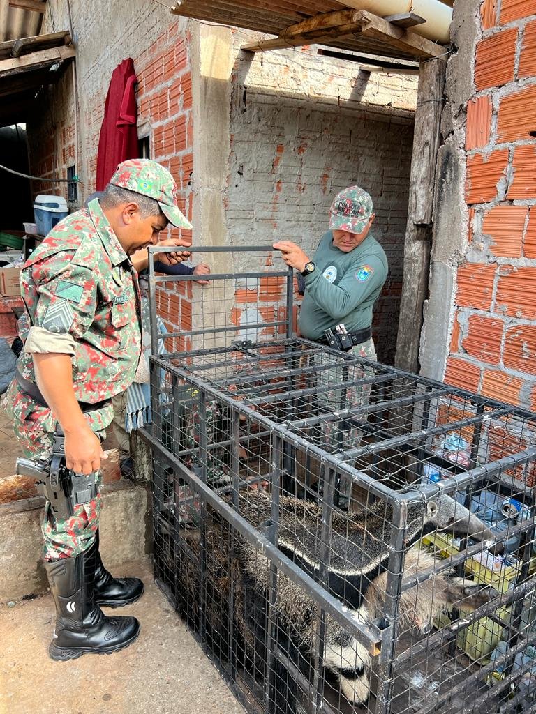 PMA de Jardim captura tamanduá-bandeira em local de difícil acesso em residência depois de muito trabalho e o devolve à natureza