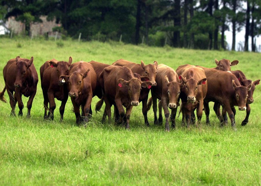 Carne produzida no bioma Pampa conquista selo de identificação