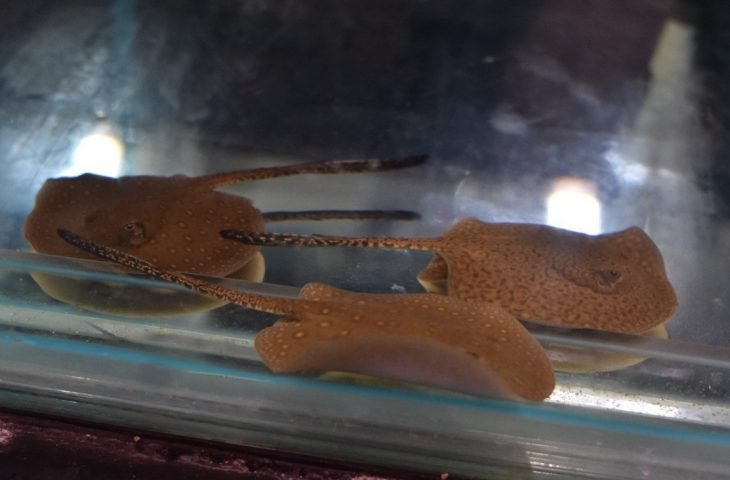 Arraia dá à luz no Bioparque e mostra que os padrões no local estão adequados para reprodução