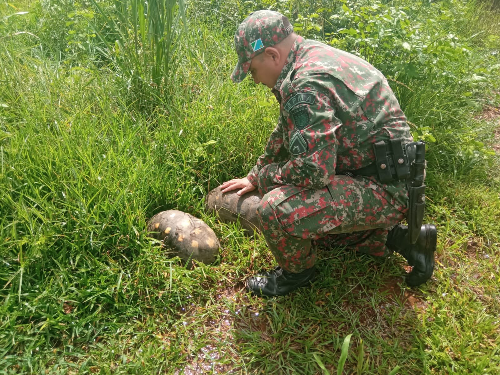 PMA de Miranda captura dois jabutis adultos passeando pelas ruas da cidade e os devolvem à natureza