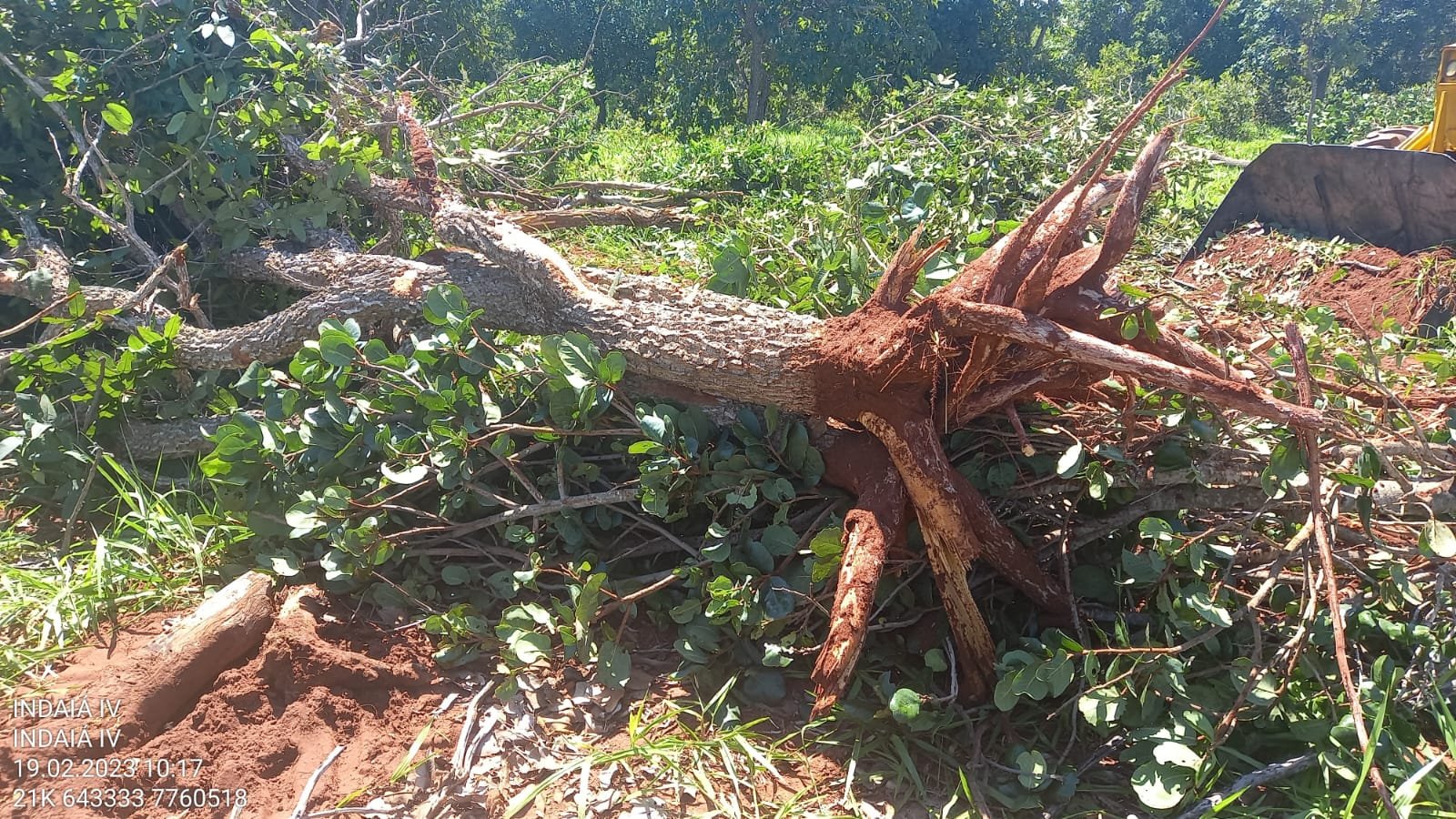 PMA de Aquidauana autua assentado por derrubada de árvores para a exploração da madeira ilegalmente