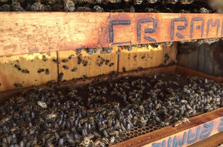 Apicultores de MS promovem revolução na cadeia produtiva inédita no Brasil