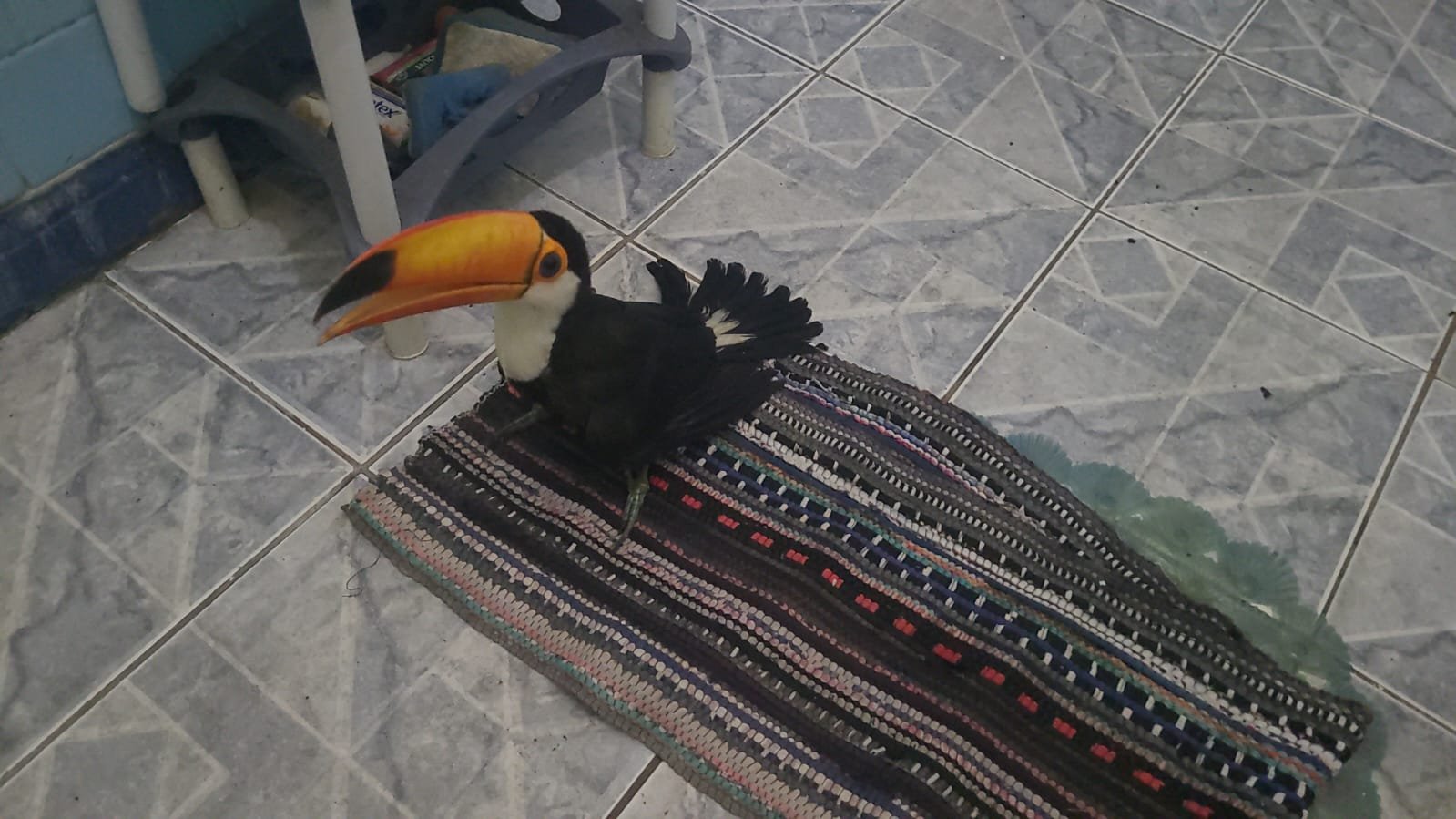 Polícia Militar Ambiental de Corumbá captura tucano em residência no centro da cidade ferido por galinhas, quando tentava comer a comida delas