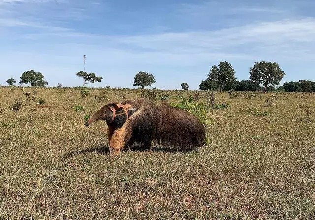 Acidentes em estradas de MS ameaçam sobrevivência de tamanduá-bandeira