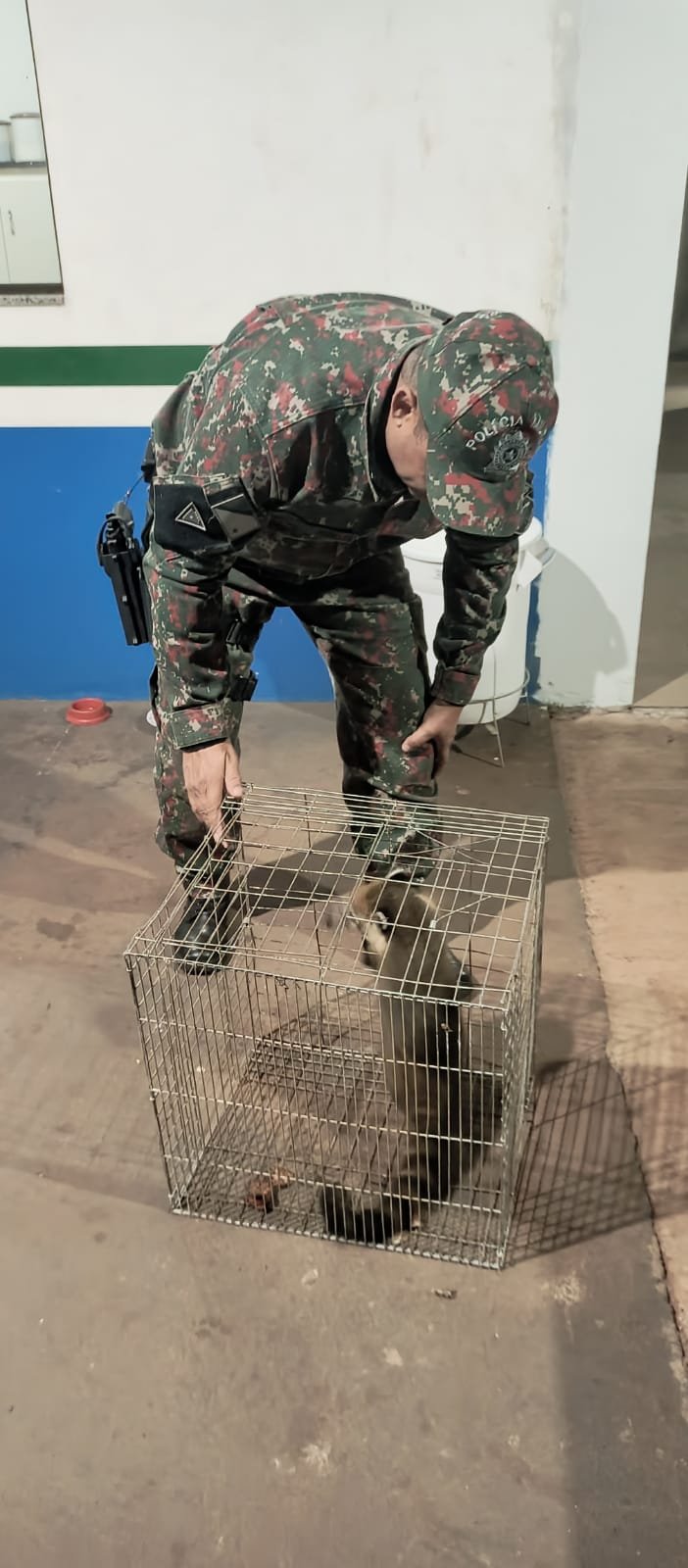 Polícia Militar Ambiental de Amambai captura quati que entrou em residência no centro da cidade depois de acuado por cães