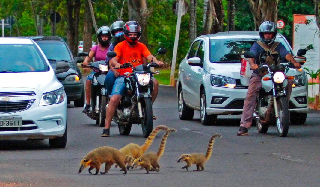 PMA orienta sobre o que fazer ao se deparar com um animal silvestre