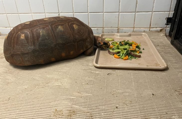 De ambiente aquecido a alimentação especial, Bioparque Pantanal explica cuidados com animais em dias frios