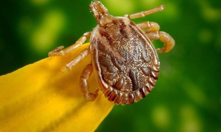 Saúde – Saiba como evitar contato com o carrapato que causa a febre maculosa