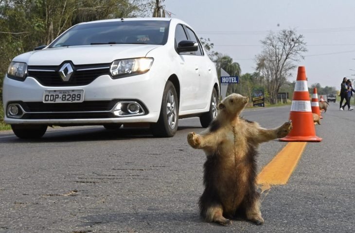 Estrada Viva leva animais empalhados para a pista em conscientização no Festival de Bonito