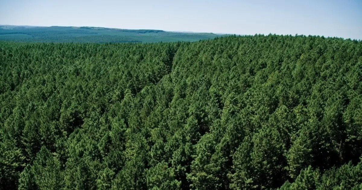 Brasil pode ganhar R$ 776,5 bilhões ao recuperar 12 milhões de hectares de florestas