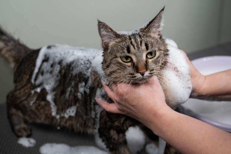 10 coisas que os tutores fazem e os gatos detestam