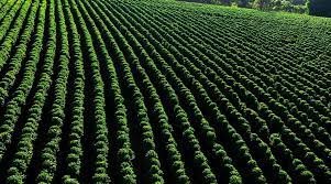 Conab estima produção de café em 54,36 milhões de sacas, 3ª maior na série histórica