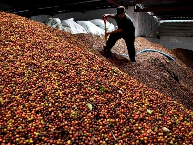 Momento AGRO – 3º Levantamento da Safra de Café 2023