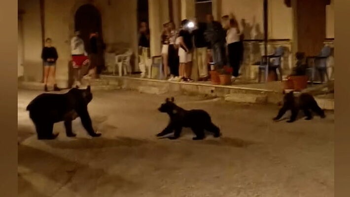 Internacional – Vídeo: ursa “cereja preta” é executada a tiros e filhotes ficam sozinhos