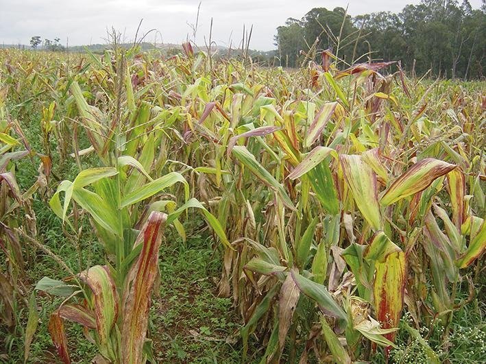XVII Seminário Nacional de Milho Safrinha alerta para perdas de até 70% devido a cigarrinha