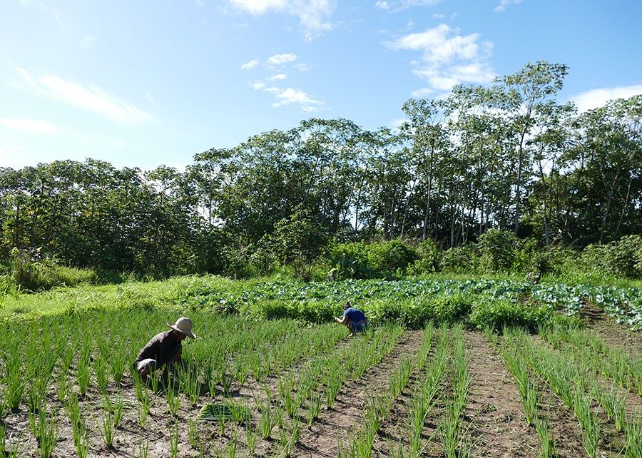 Estudo aponta caminhos para reduzir fome e desperdício de alimentos nas cidades
