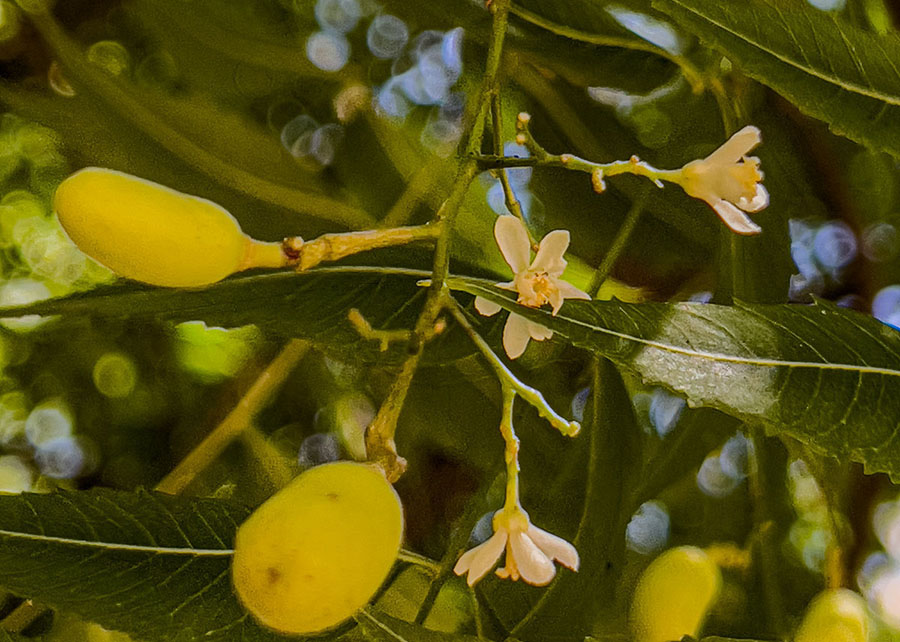 Extratos vegetais inibem atividade de vírus causador da Artrite Encefalite Caprina