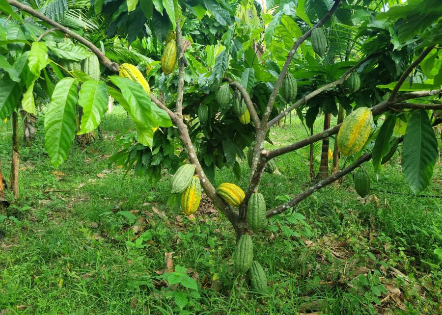 Brasil – Plantio de árvores nativas da Amazônia recupera áreas de preservação permanente
