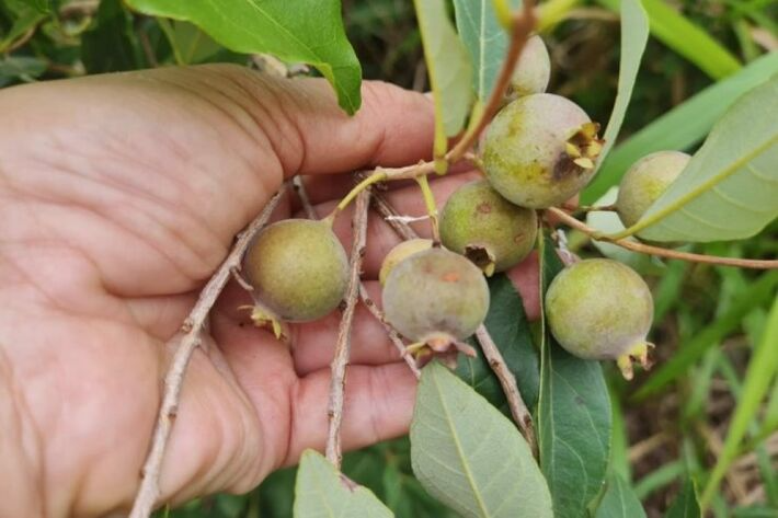 Fruto símbolo de MS, guavira é tema de seminário a ser realizado nesta semana