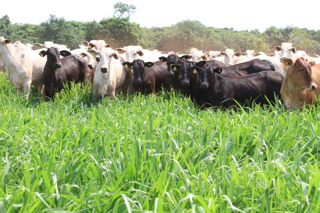 Recorde: Criadores de Novilho Precoce em MS recebem R$ 7,8 mi em bonificação